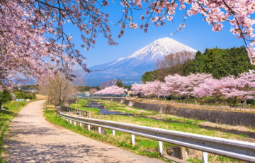 TUYỆT PHẨM SẮC XUÂN SAKURA